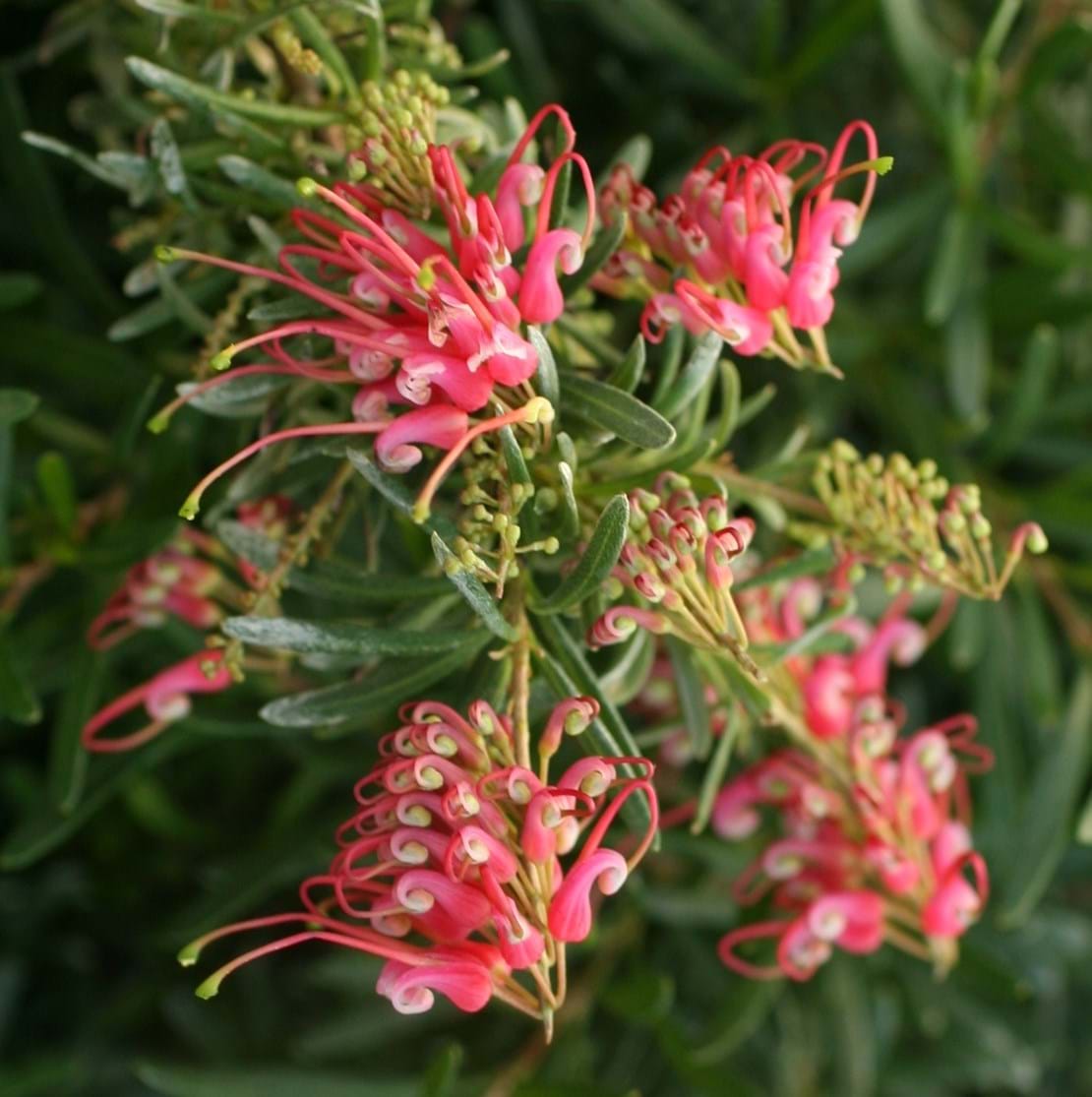 Grevillea Gin Gin Jewel - Ladybird Nursery