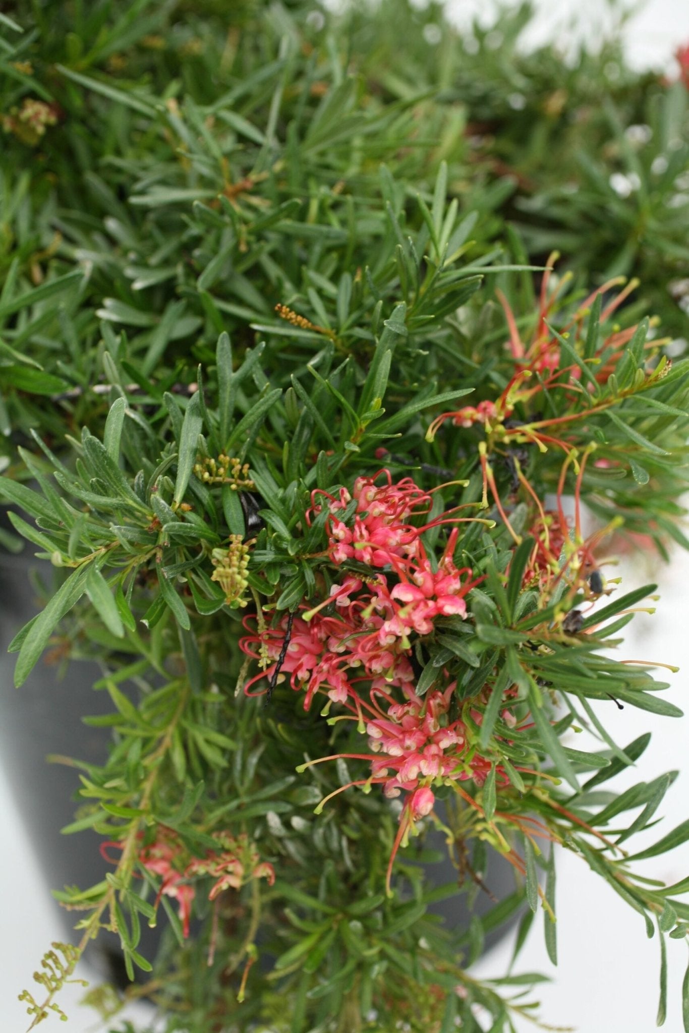 Grevillea Gin Gin Jewel - Ladybird Nursery
