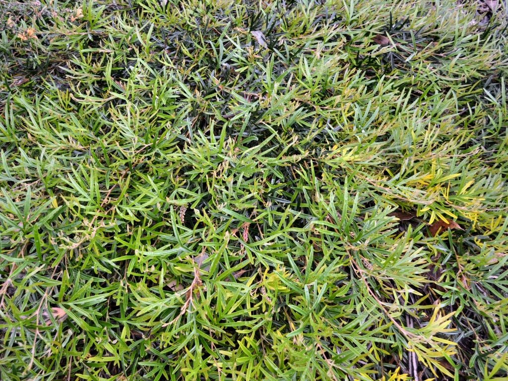 Grevillea Grassfire - Ladybird Nursery