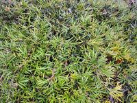 Grevillea Grassfire - Ladybird Nursery