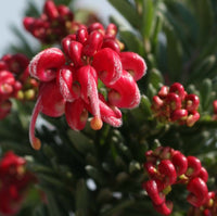 Grevillea Hot Lava - Medium