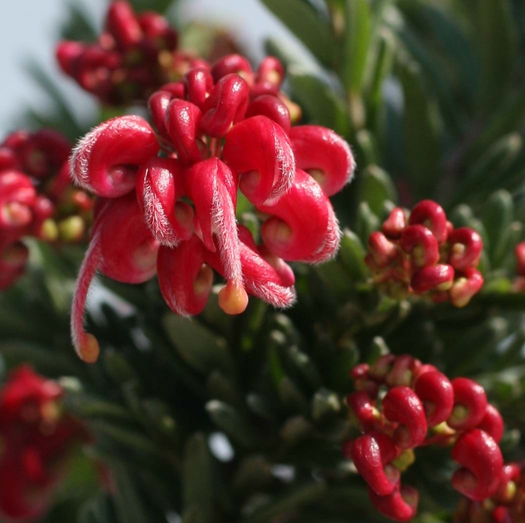 Grevillea ‘Hot Lava’ - Ladybird Nursery