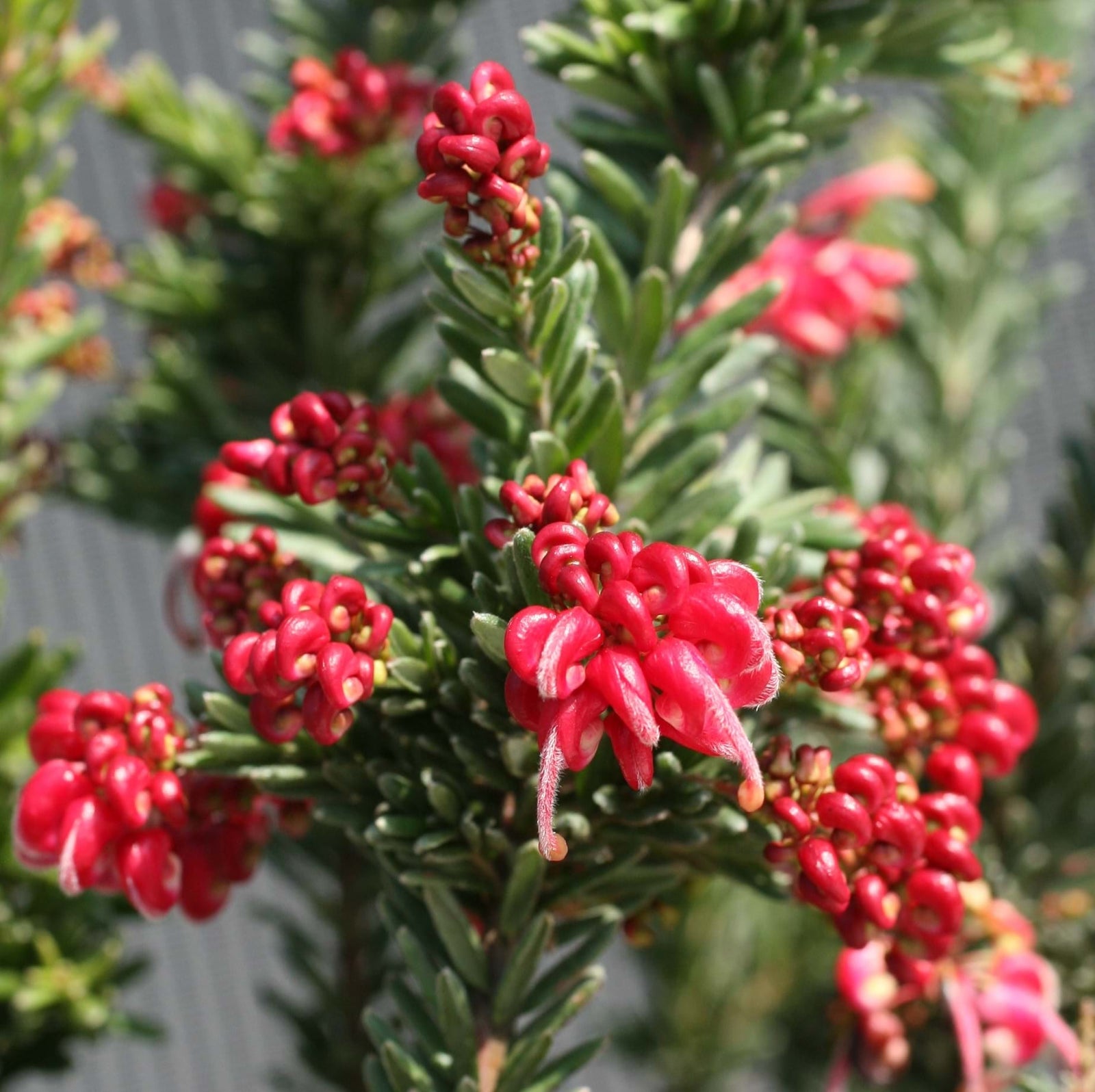 Grevillea ‘Hot Lava’ - Ladybird Nursery