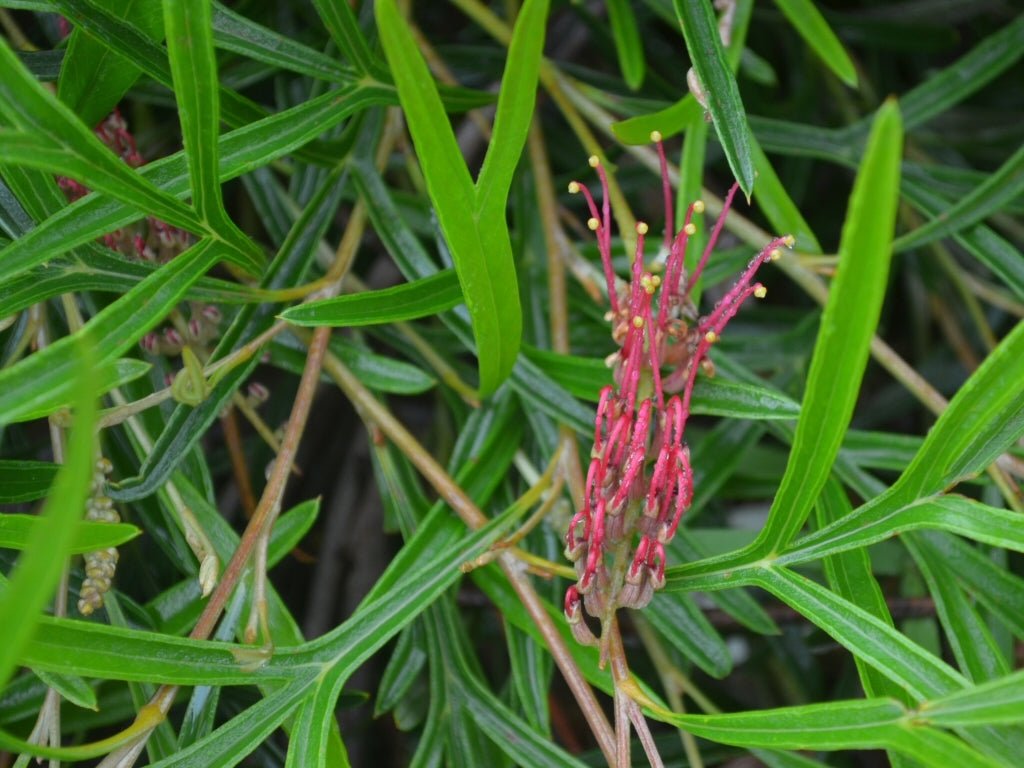 Grevillea Grassfire - Ladybird Nursery