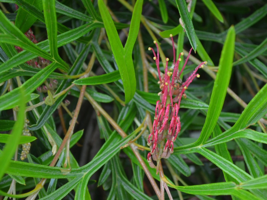 Grevillea Grassfire