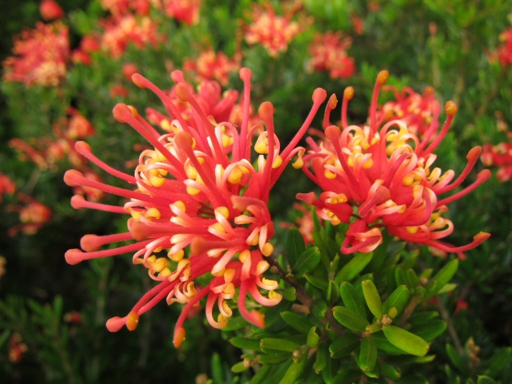Grevillea Knockout - Ladybird Nursery