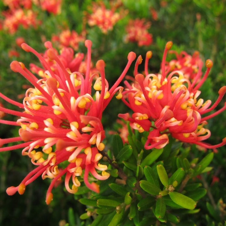 Grevillea Knockout - Ladybird Nursery