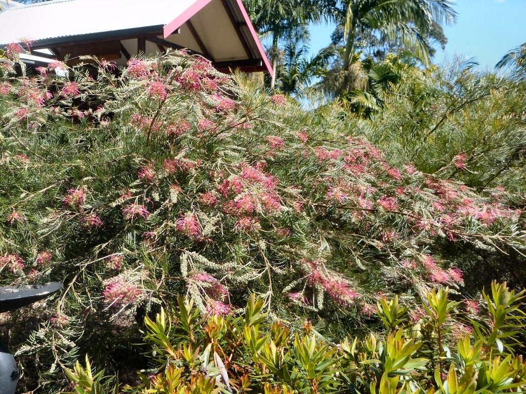Grevillea Lana Maree