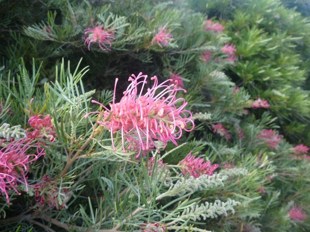 Grevillea Lollipops - Ladybird Nursery