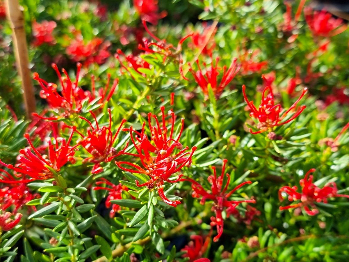 Grevillea 'New Blood' - Ladybird Nursery