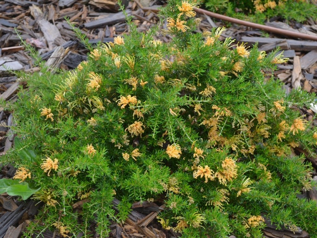 Grevillea Molonglo (Grevillea juniperina) - Ladybird Nursery