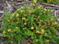 Grevillea Molonglo (Grevillea juniperina) - Ladybird Nursery