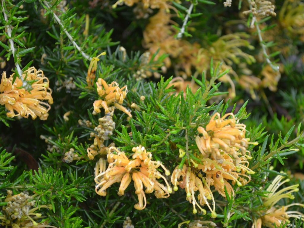 Grevillea Molonglo (Grevillea juniperina) - Ladybird Nursery