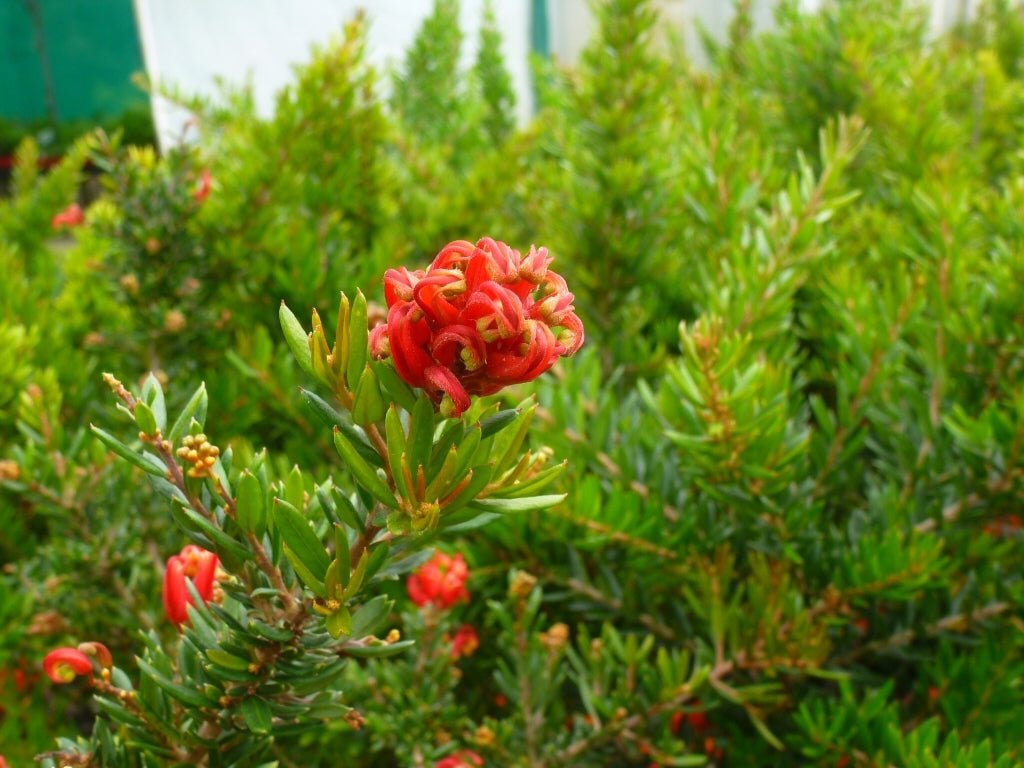 Grevillea Knockout - Ladybird Nursery