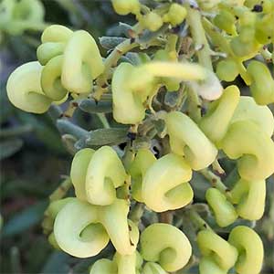 Grevillea 'Mello Yellow'