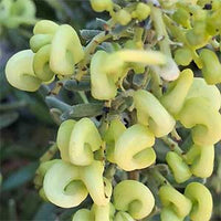 Grevillea 'Mello Yellow'