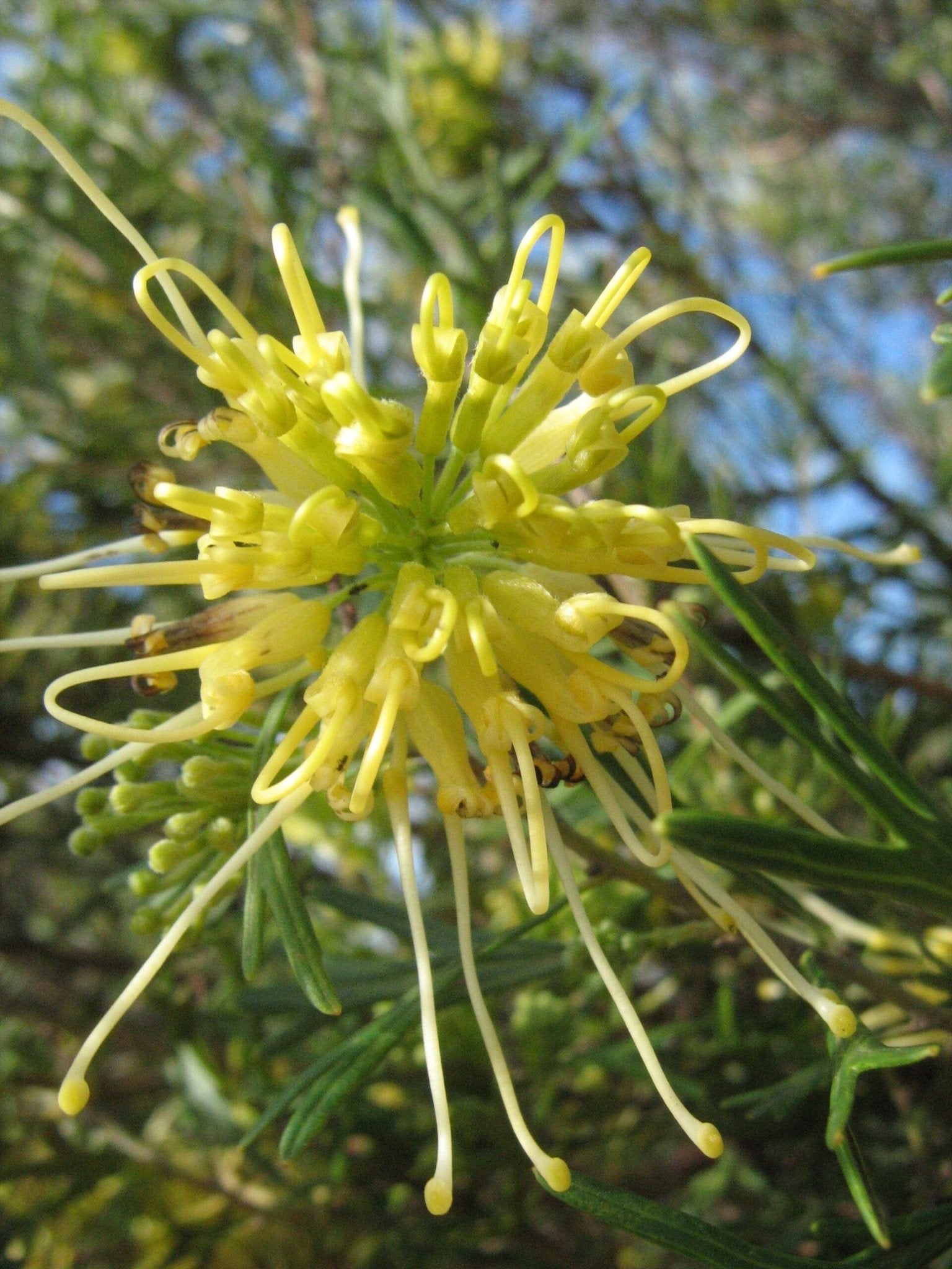 Grevillea Lemon Supreme - Ladybird Nursery