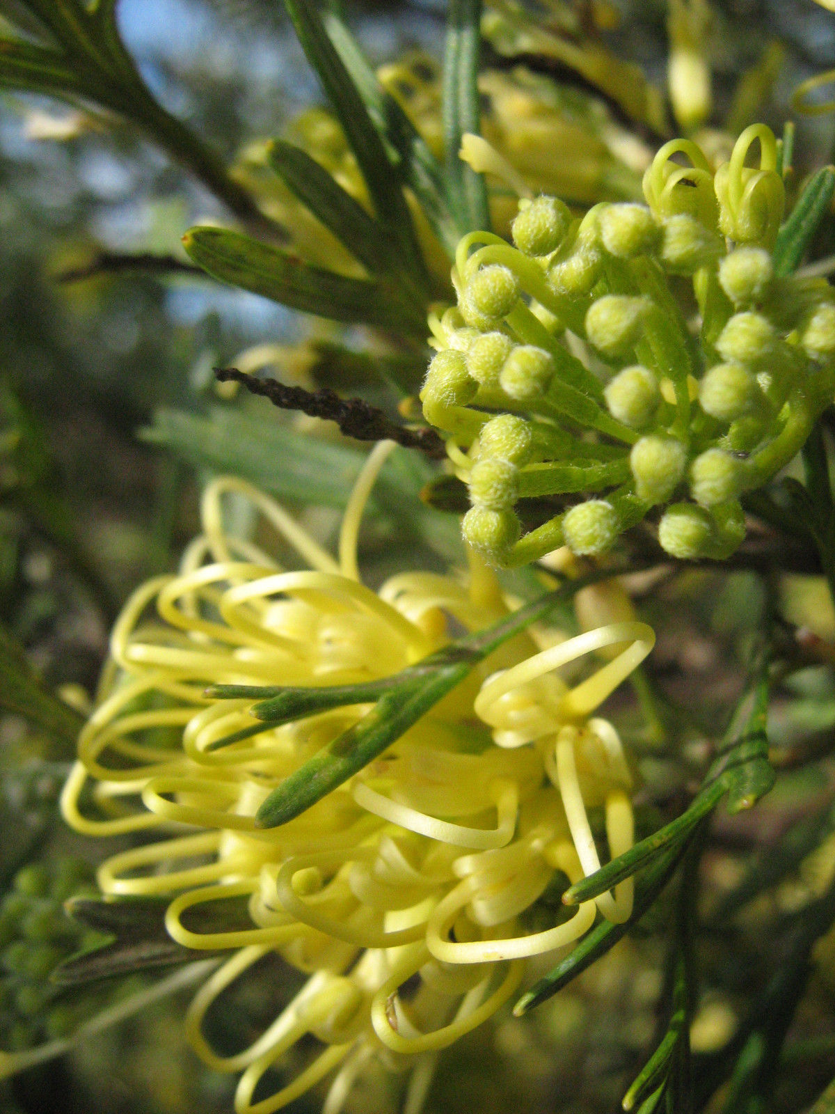 Grevillea Lemon Supreme