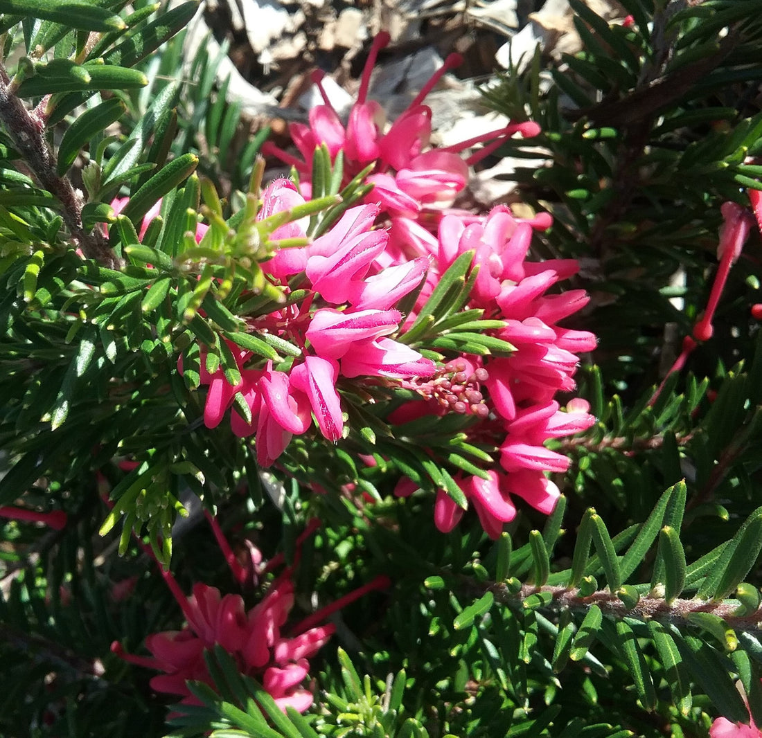 Grevillea Nancy Otzen - Ladybird Nursery