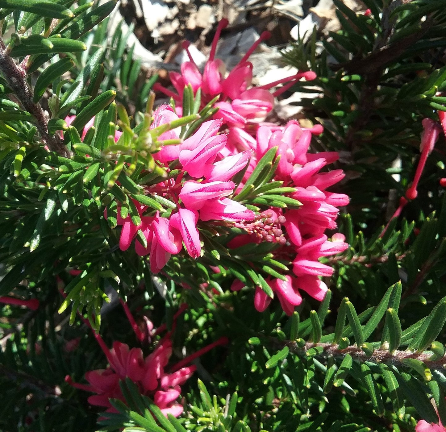 Grevillea Nancy Otzen