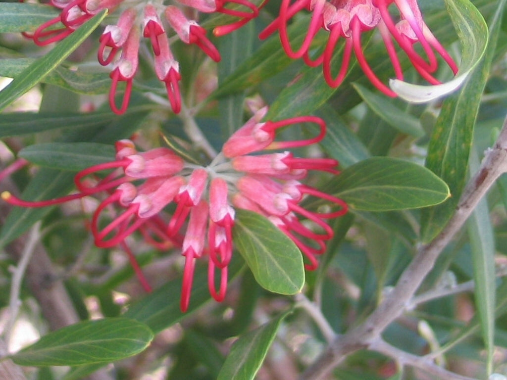 Grevillea olivacea