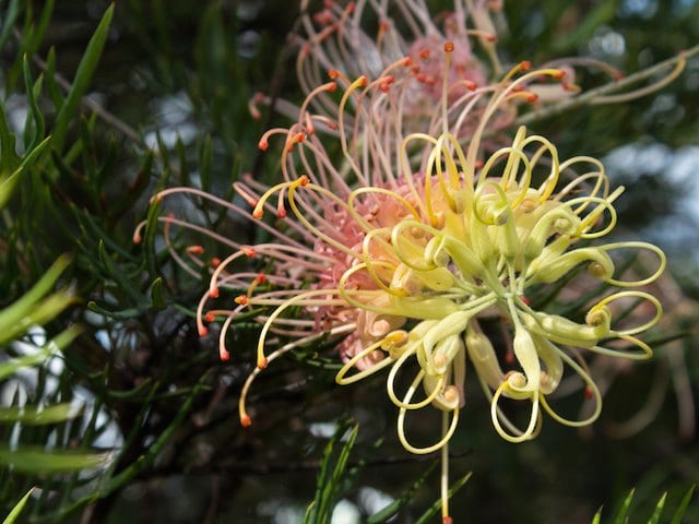 Grevillea Strawberry Pops Intended