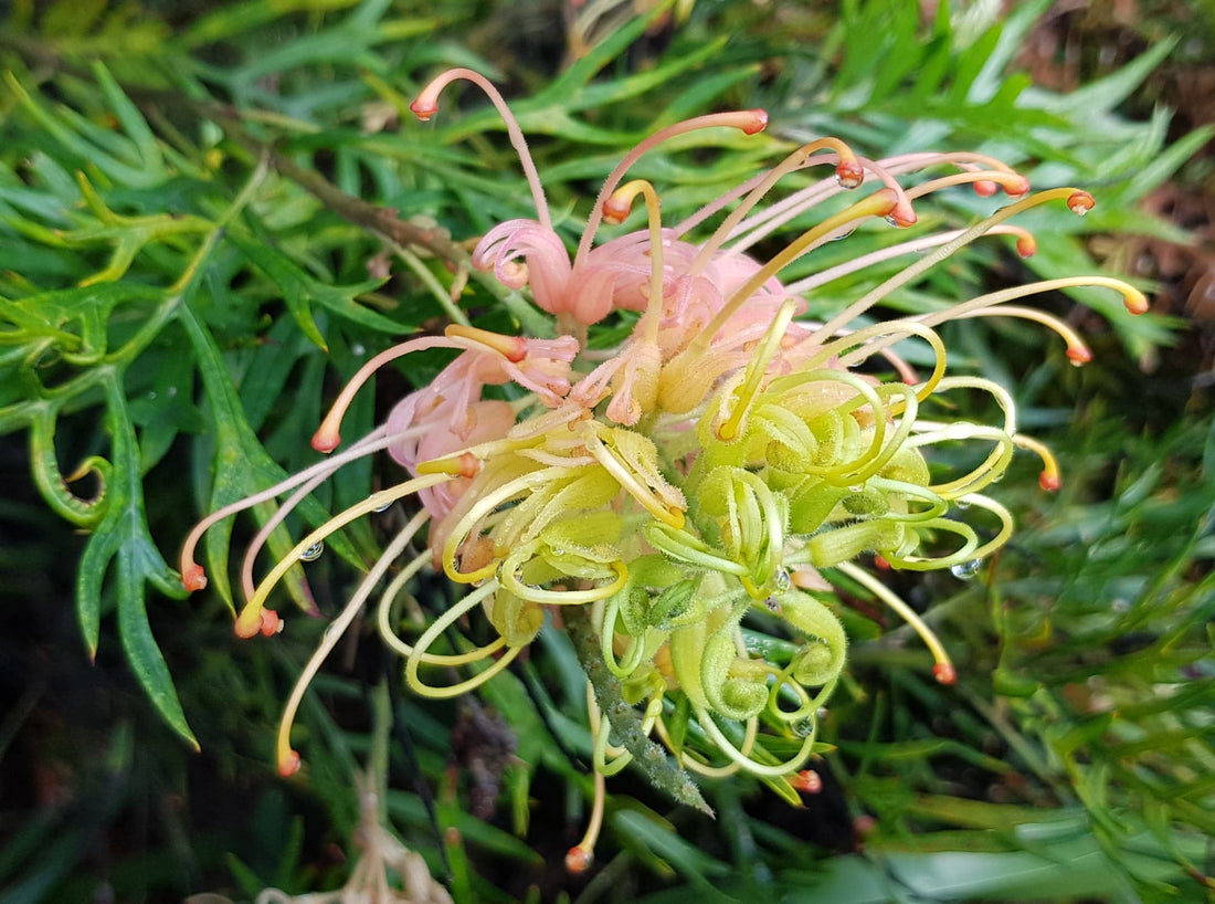Grevillea 'Peaches and Cream' - Ladybird Nursery