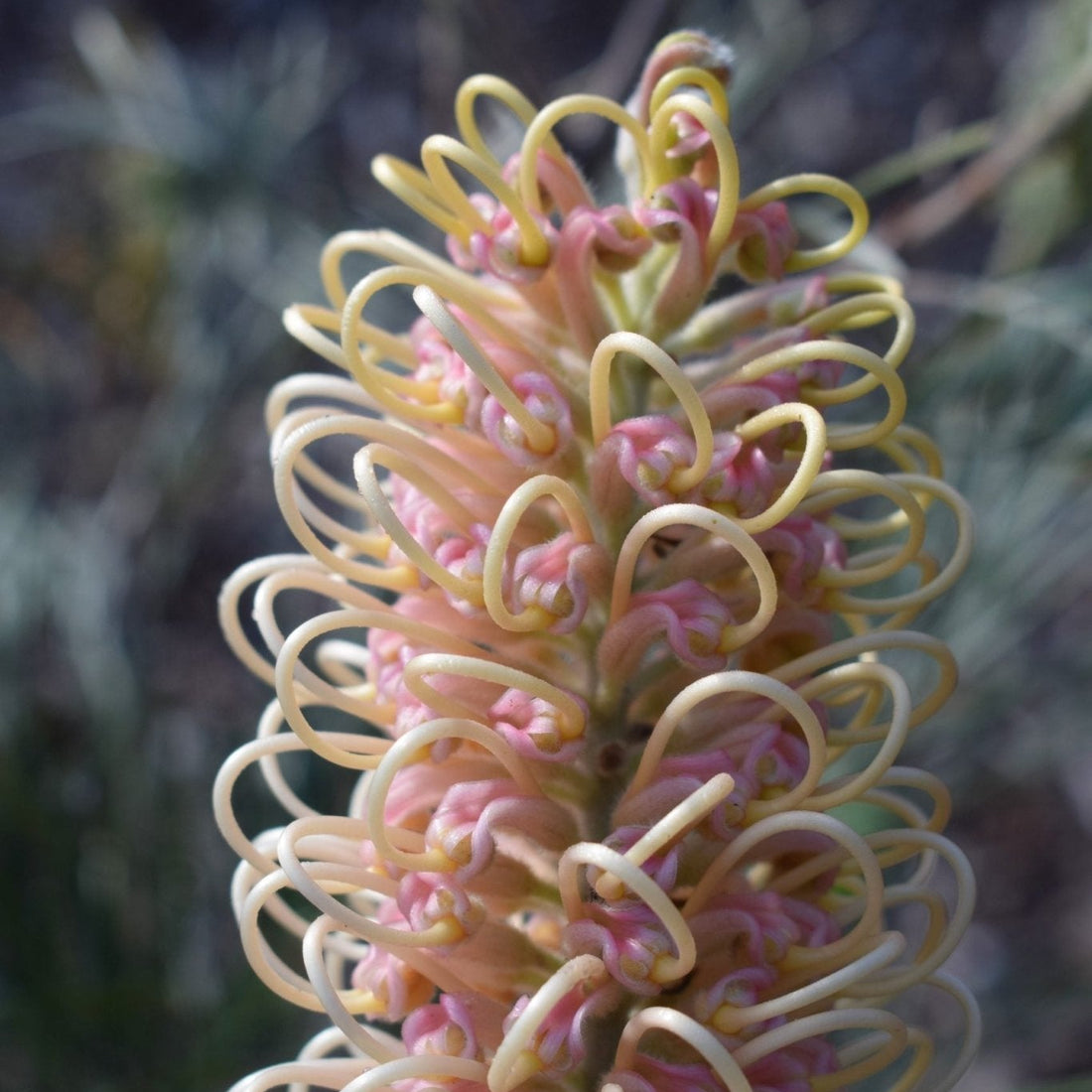 Grevillea Pink Surprise - Ladybird Nursery