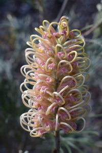 Grevillea Pink Surprise