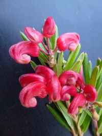 Grevillea Red Clusters