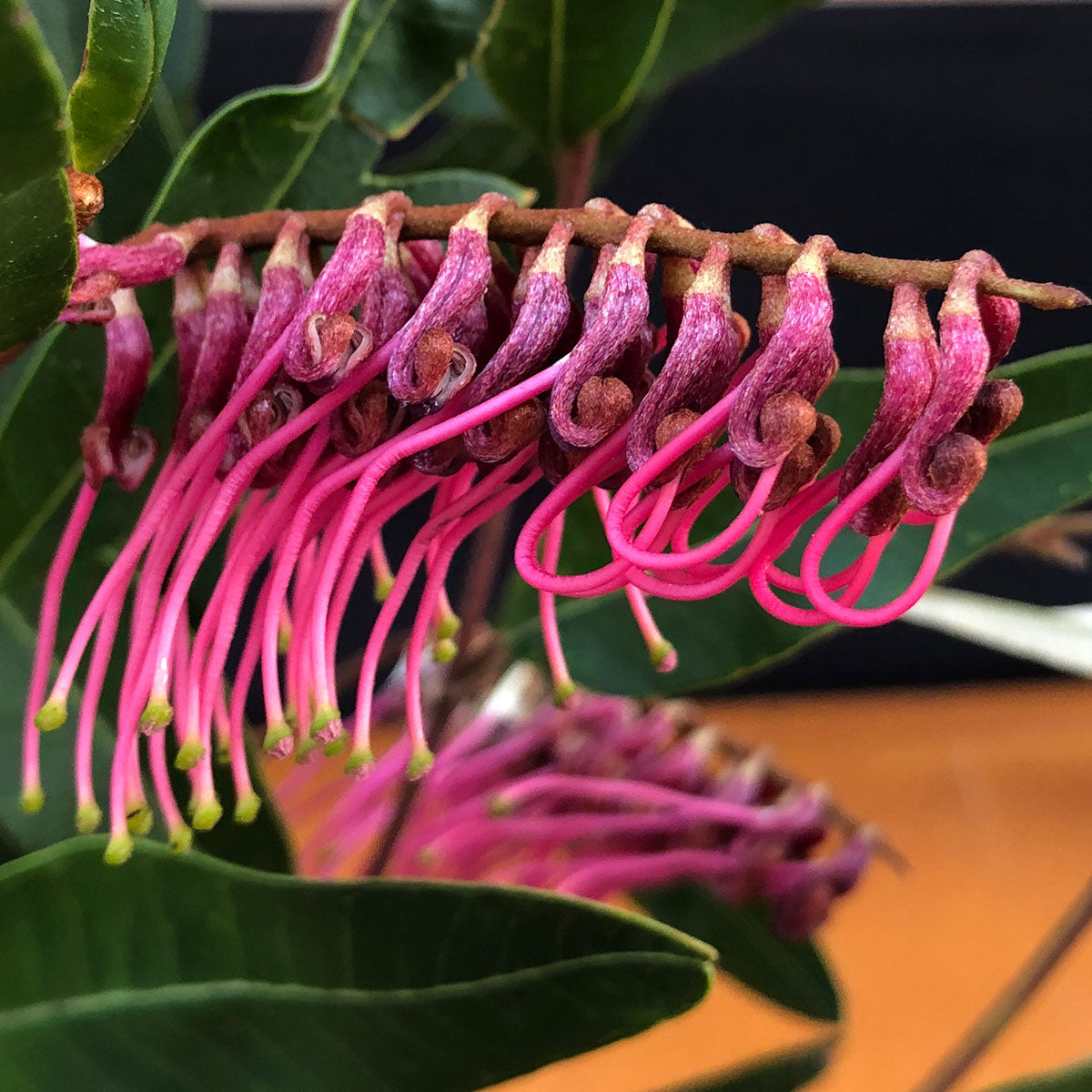 Grevillea Royal Mantle Standards (Grevillea Poorinda)