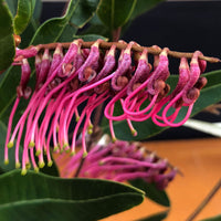 Grevillea Royal Mantle Standards (Grevillea Poorinda)