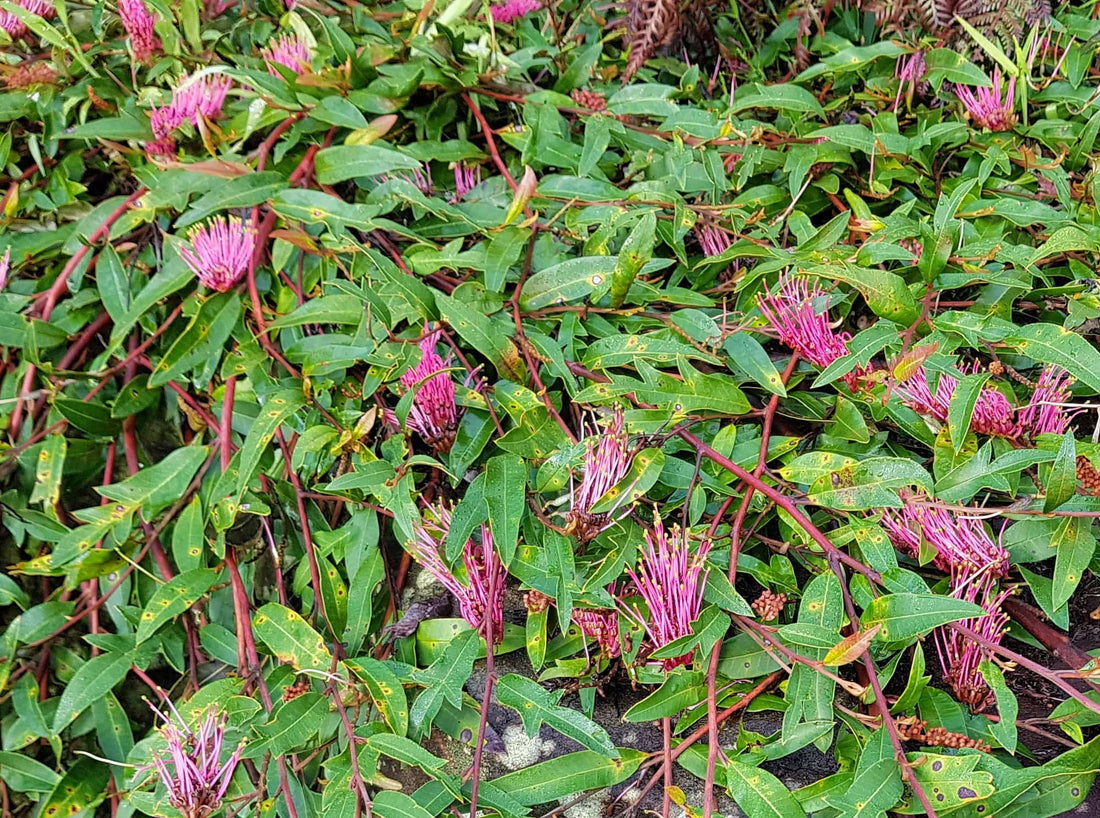 Grevillea Royal Mantle Standards (Grevillea Poorinda) - Ladybird Nursery