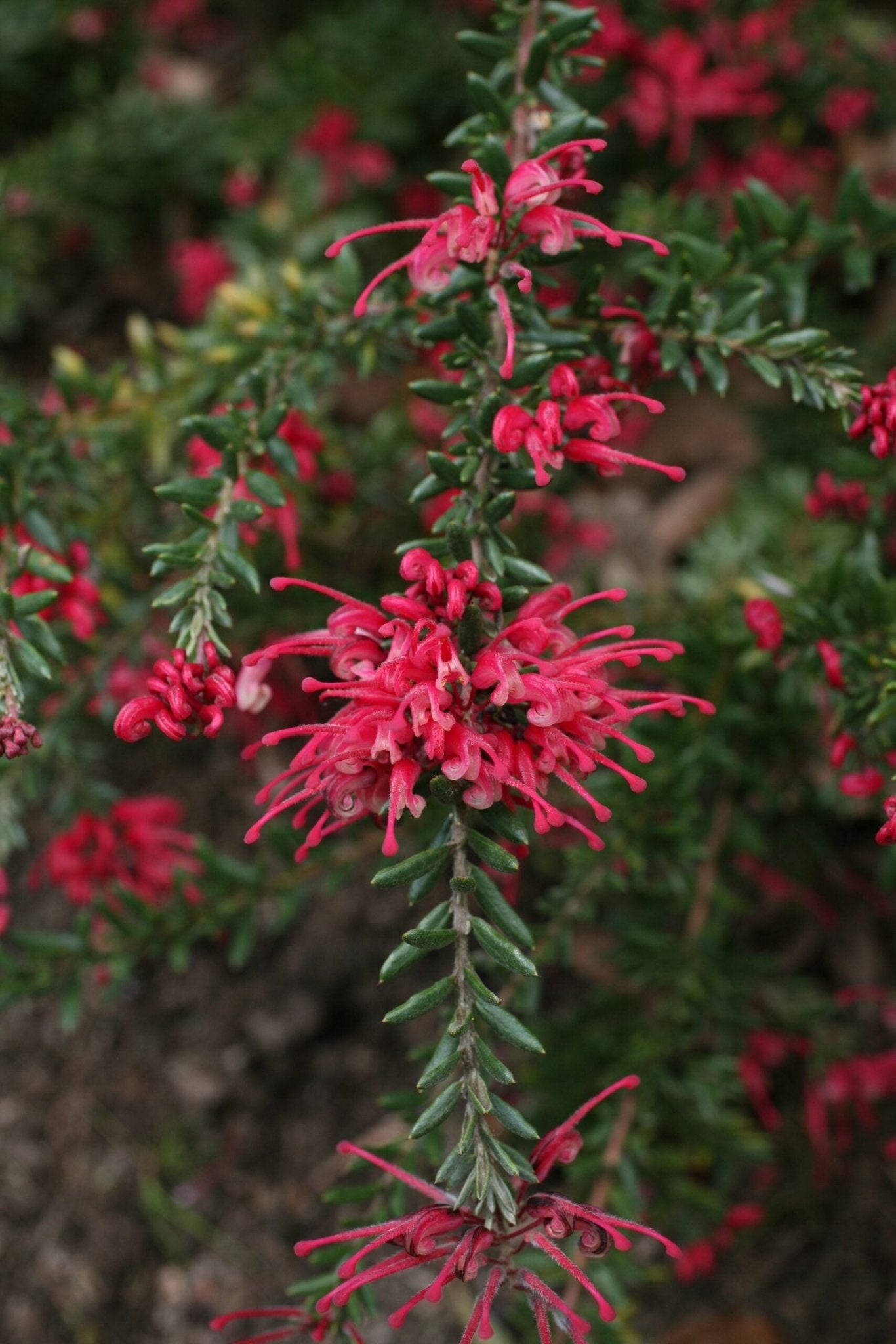 Dwarf Grevillea 'Raspberry Ripple' Plant – Buy Now! – Ladybird Nursery