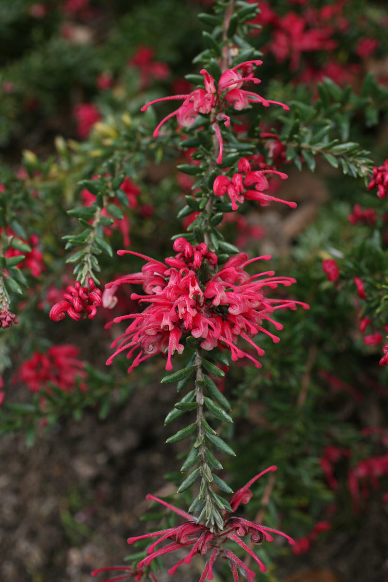 Grevillea Raspberry Ripple
