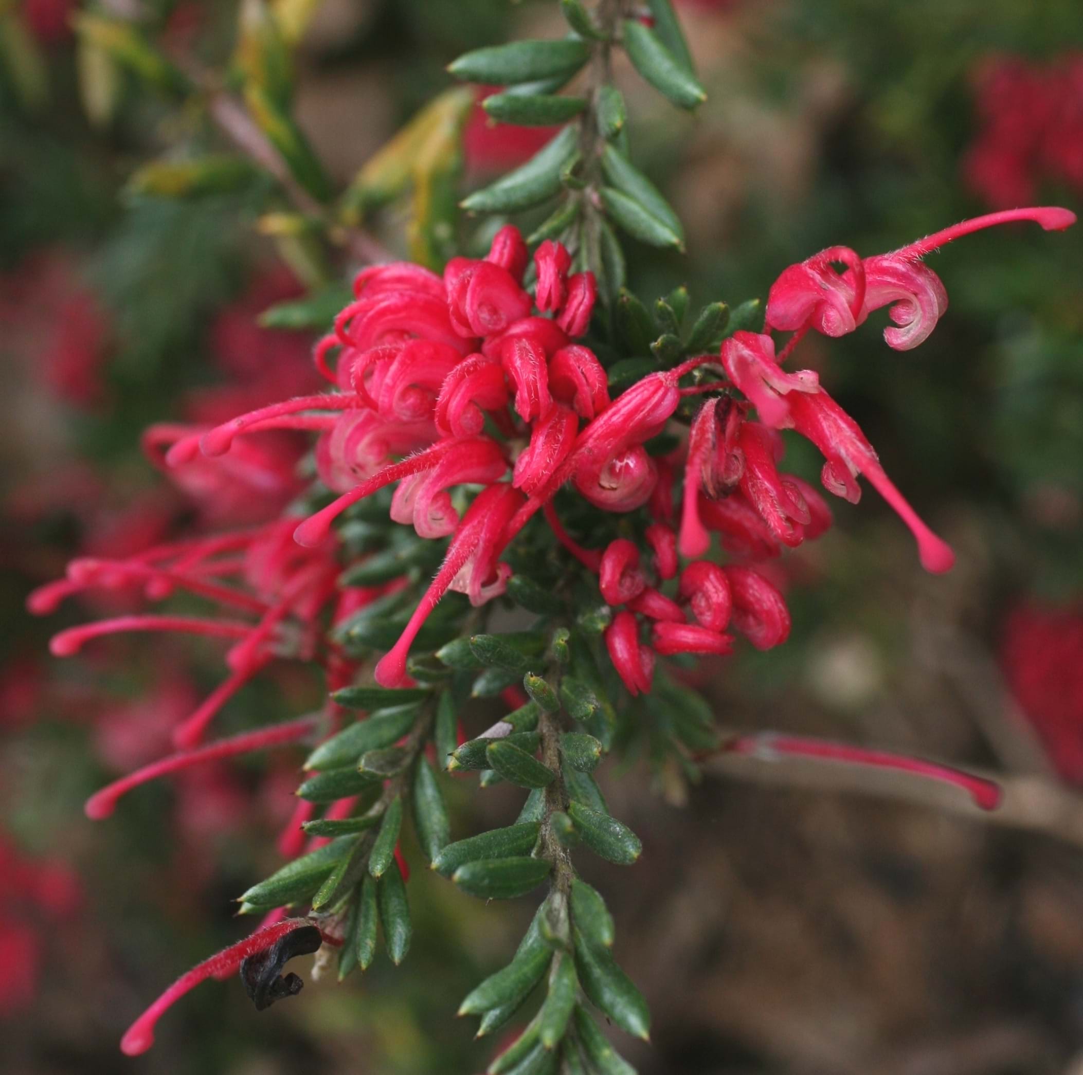 Dwarf Grevillea 'Raspberry Ripple' Plant – Buy Now! – Ladybird Nursery