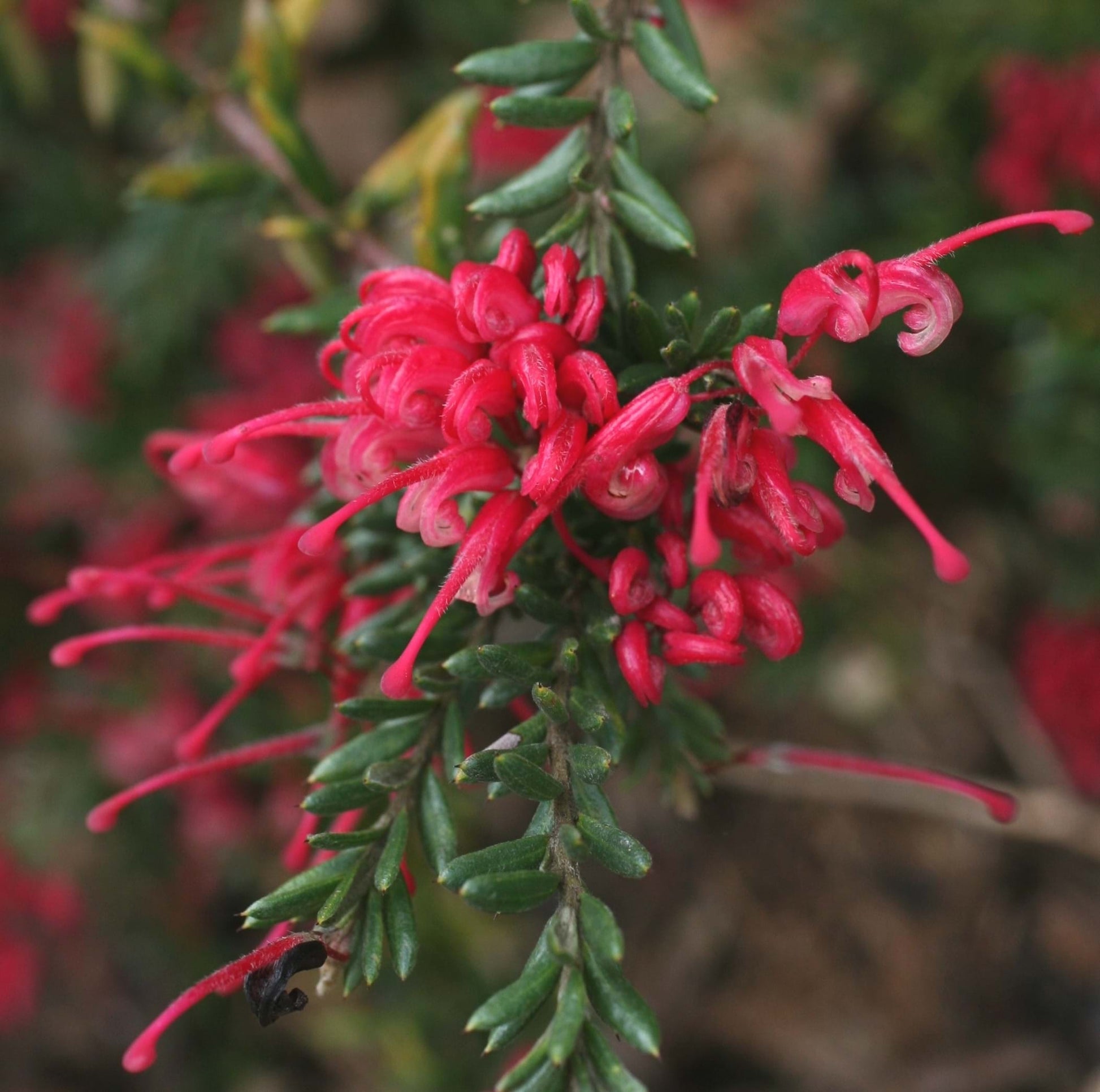 Grevillea Raspberry Ripple