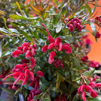 Grevillea Red Clusters