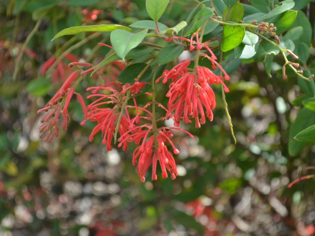 Grevillea Deua Flame - Ladybird Nursery