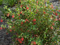 Grevillea Deua Flame - Ladybird Nursery