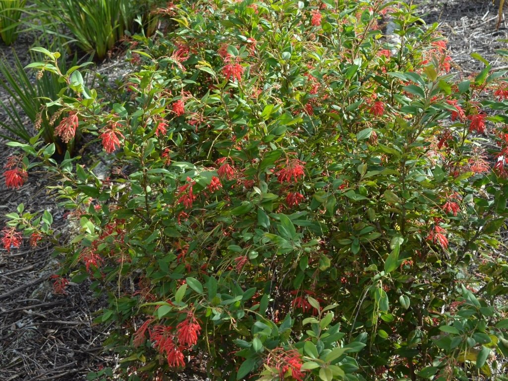 Grevillea Deua Flame - Ladybird Nursery