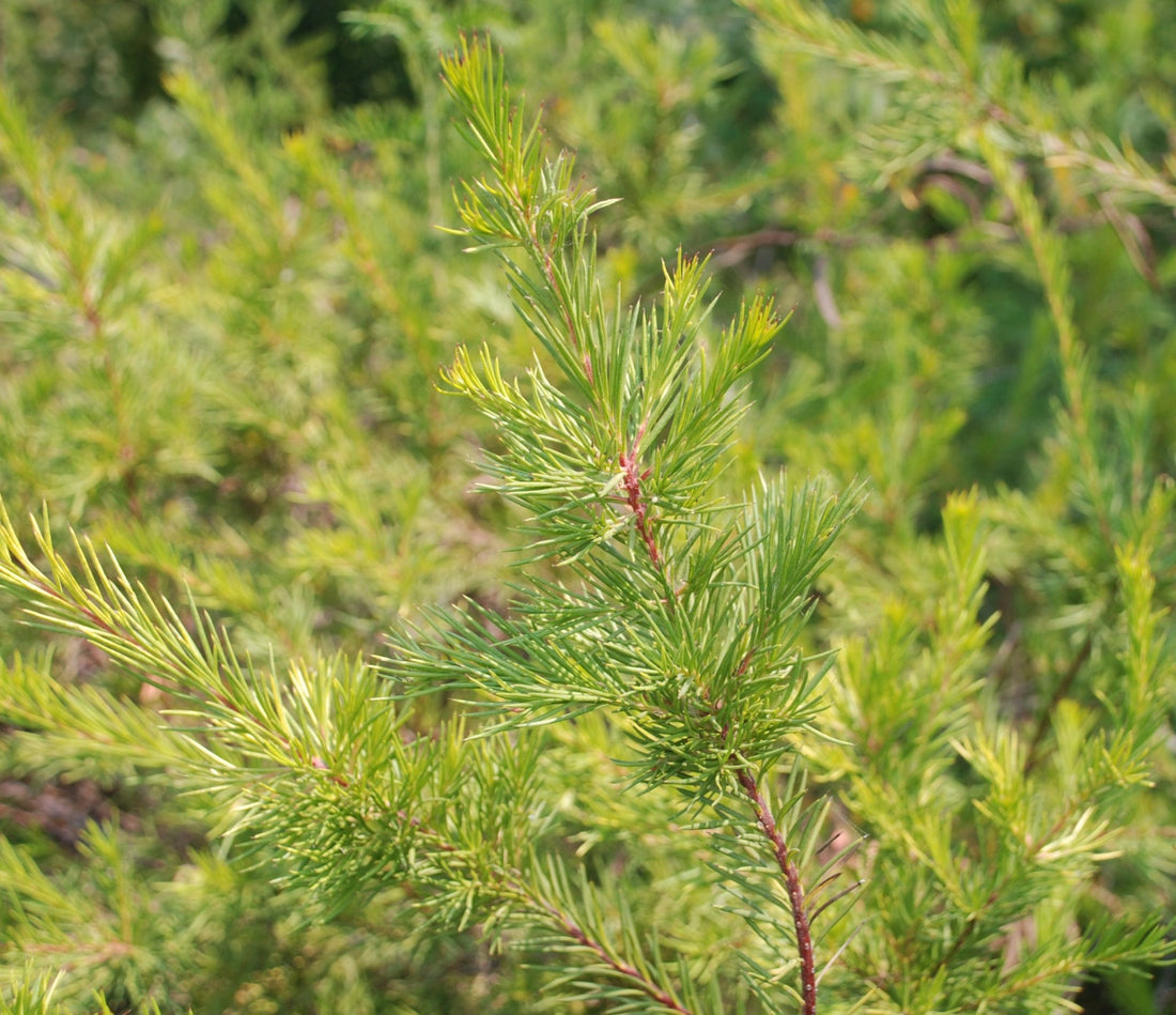 Grevillea Showtime - Ladybird Nursery