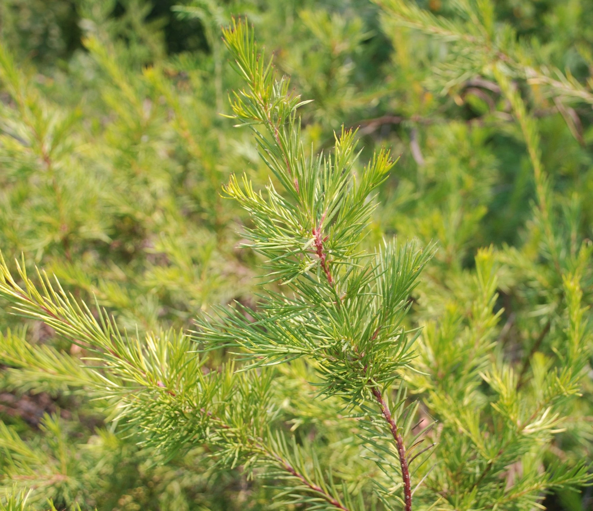 Grevillea Showtime - Ladybird Nursery