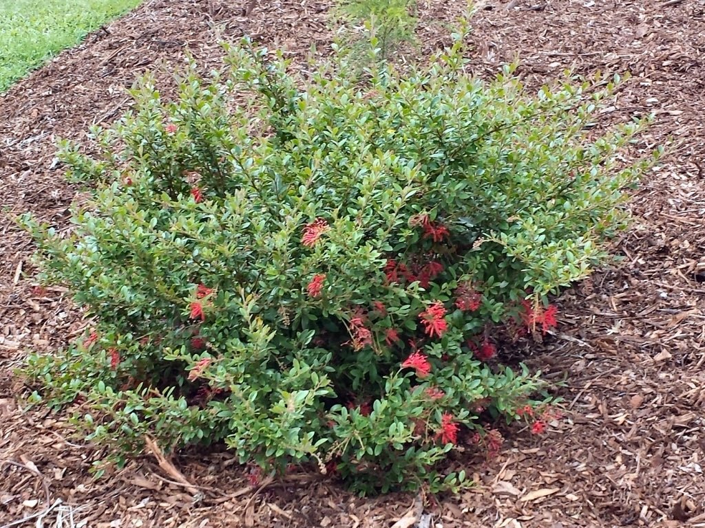 Grevillea Ruby Jewel - Ladybird Nursery