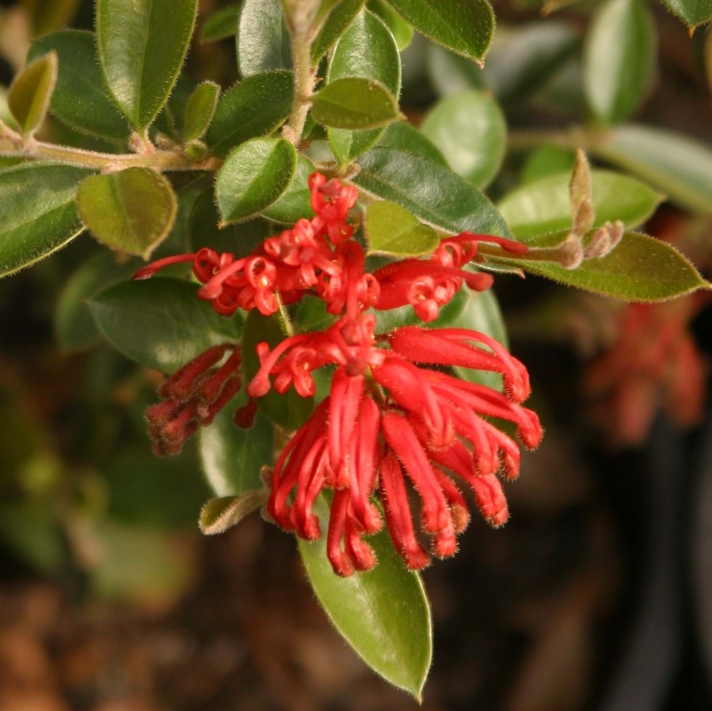 Grevillea Ruby Jewel