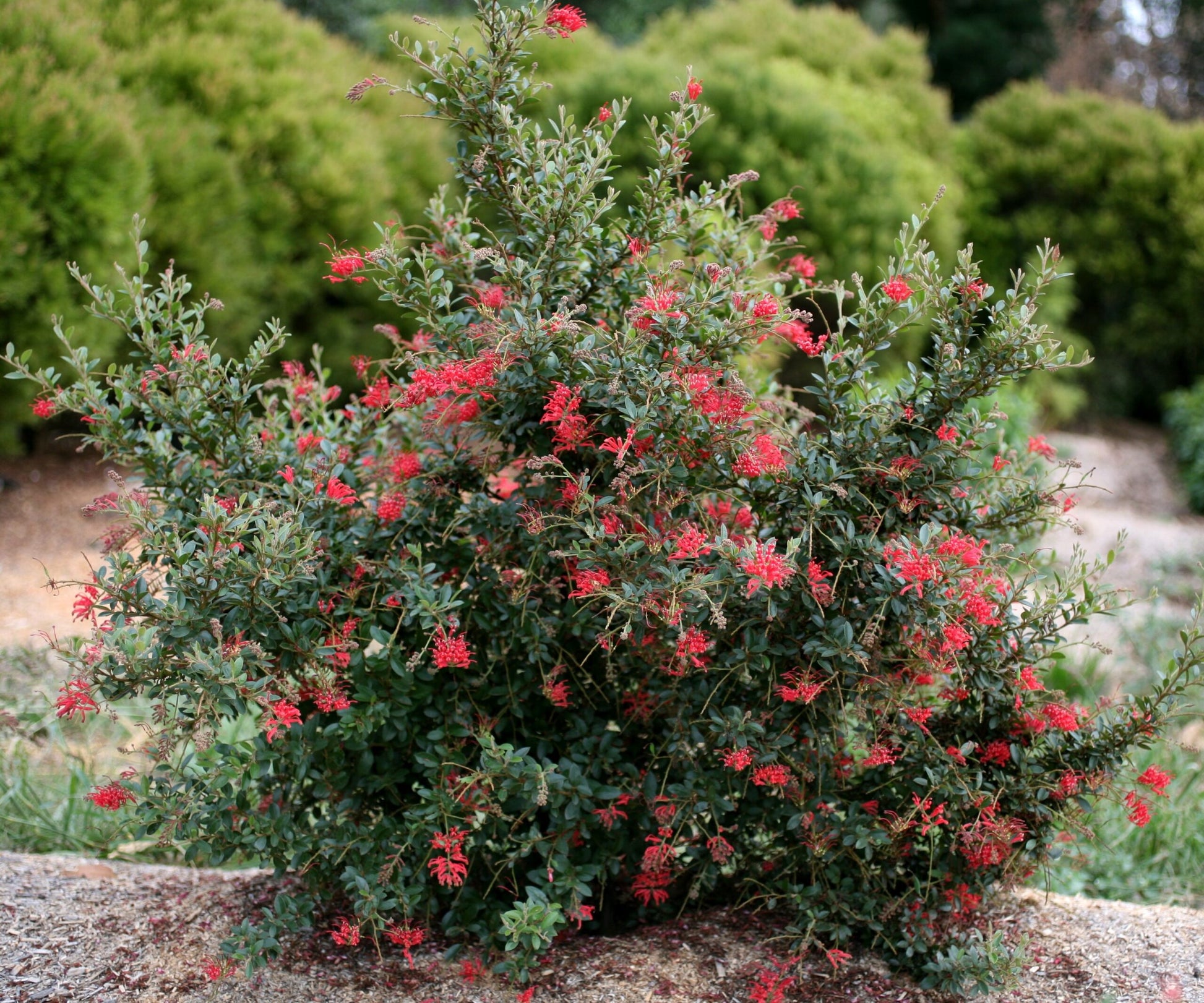 Grevillea Ruby Jewel