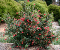 Grevillea Ruby Jewel