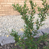 Grevillea Deuagold - Ladybird Nursery