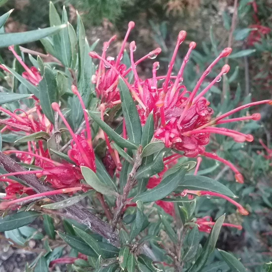 Grevillea Splendour - Ladybird Nursery