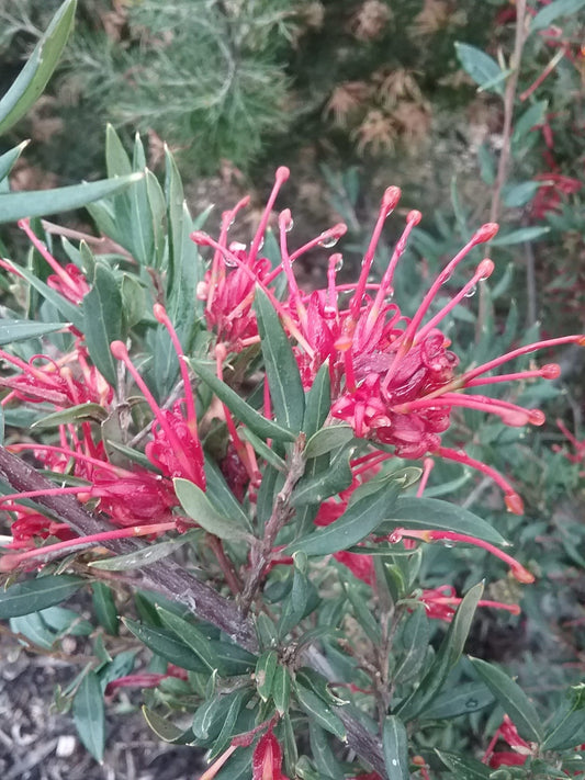 Grevillea Splendour